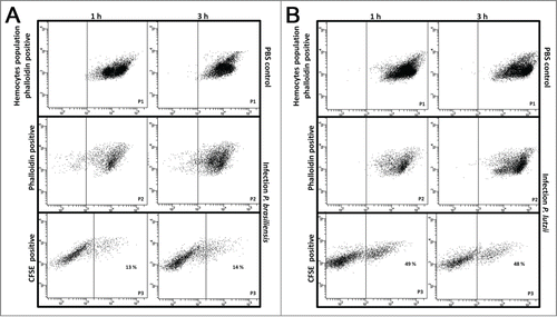 Figure 6. Hemocyte-fungal interaction obtained by flow cytometry after infection with P. brasiliensis (A) and P. lutzii (B). In gate P1, the hemocyte population is phalloidin positive with non-infected larvae; in gate P2, the hemocyte population is phalloidin-positive with infected larvae; and gate P3 holds the doubly stained population (hemocyte-stained phalloidin and fungal-stained CFDA-SE) that are considered hemocyte-fungal interactions that were obtained by flow cytometry after infection with P. brasiliensis (A) and P. lutzii (B). Differences in the hemocyte-fungal interaction between the fungal species (p < 0.05).