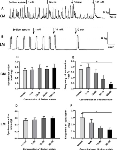 Figure 4 Effect of sodium acetate on spontaneous contraction of colonic muscle strips. (A) Sodium acetate had no effect on the amplitudes of spontaneous contraction of CM strips. (B) Sodium acetate had no effect on the amplitudes of spontaneous contraction of LM strips but the contractile frequency of CM and LM was decreased with increasing sodium acetate concentration. (C) Bar graph showed that summarized results of contractile amplitude of CM. (D) Bar graph showed that summarized results of contractile amplitude of LM. (E) Bar graph showed that summarized results of contractile frequency of CM. (F) Bar graph showed that summarized results of contractile frequency of LM.