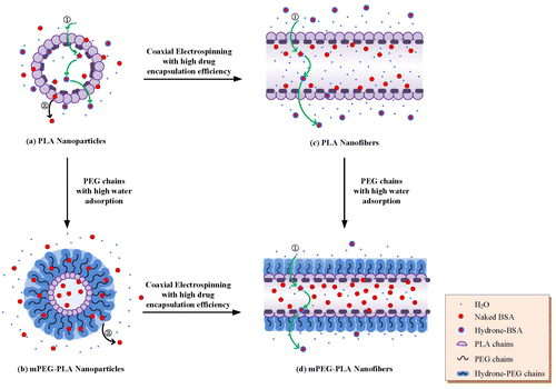 Figure 8. The drug release mechanism for each drug delivery system. In total, the release procedures involves two major routes: (1) hydrone diffusion along the porous channels created during the encapsulation process → drug dissolve in the water → hydrone-bind drug immigration out → back to the medium; (2) burst release of drug evolved and absorbed into the macromolecules chains on the delivery surface during fabrications. Based on these release routes, the four samples showed different drug release profiles.