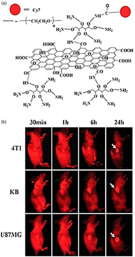 Figure 8. (a) A graphical of NGO–PEG labelled with Cy7 dye molecules structure and (b) Fluorescence in-vivo imaging of mice test with 4T1, KB, and U87MG tumours accordingly at various time periods after containing NGO–PEG–Cy7 dye moleculs is injected [Citation57]. Copyright (2004) American Association for Cancer Research.