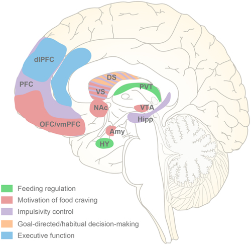 Figure 2. Brain regions in the pathopsychology of binge eating. Based on multiple neuroimaging studies, the central neurological risk factors implicated in binge eating episodes include the dysfunction of five network systems that regulate feeding, motivation, impulsivity control, decision-making and execution. DS, dorsal striatum; VS, ventral striatum.