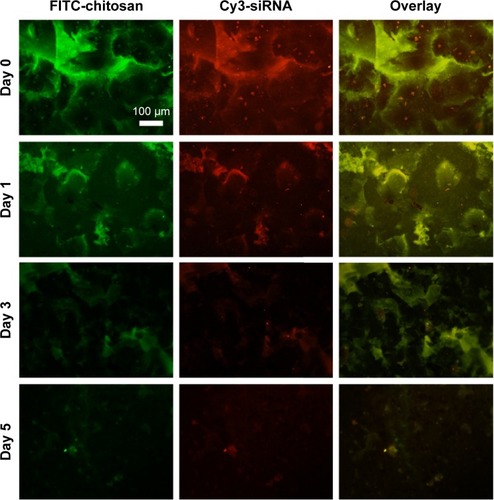 Figure 4 Degradation profile of the NPs coating in PBS.Notes: The chitosan was labeled by FITC while siRNA was labeled by Cy3 to formulate the NPs coating on NT surface. At the indicated incubation time, the implant surface was observed by fluorescence microscope. Scale 100 μm (100×).Abbreviations: FITC, fluorescein isothiocyanate; NPs, nanoparticles; NT, nanotube; PBS, phosphate-buffered saline; siRNA, small interfering RNA.