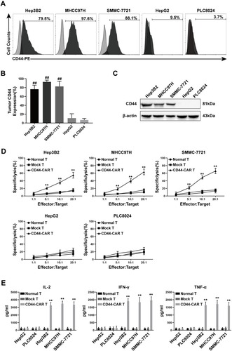 Figure 4 CD44 expression in HCC cell lines and in vitro antitumor activity of CD44-CAR T cells. (A) Flow cytometry showed CD44 antigen expressed on tumor cell surface. The PE-conjugated anti-CD44 antibody used to stain five types of HCC cell lines and the anti-IgG1 antibody stained cells used as control groups. (B) Statistical analysis of CD44 expression on five types of HCC cell lines by flow cytometry. (C) Western blot analysis of CD44 protein expression on tumor cells. Anti-β-actin antibody used to stain control groups. (D) Cytotoxic activity analysis of CD44-CAR T cells. Five types of HCC cells cocultured with normal T, mock T and CD44-CAR T cells in increasing ratios (1:1, 5:1, 10:1 and 20:1) for 18 hours and CCK-8 assay used for detecting. (E) In vitro cytokine secretion (IL-2, IFN-γ and TNF-α) of CD44-CAR T cells analysis. Effector cells cocultured with target cells at a 10:1 ratio for 24 hours and ELISA assay used for detecting. All statistics are presented as the means ± SDs, n = 3 per group, ## P<0.05 vs HepG2 and PLC8024 groups; ** P<0.05 vs normal T and mock T groups.