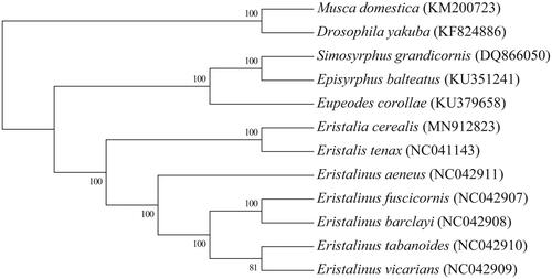 Figure 1. The Neighbor-joining tree based on 12 mitochondrial genome sequences.