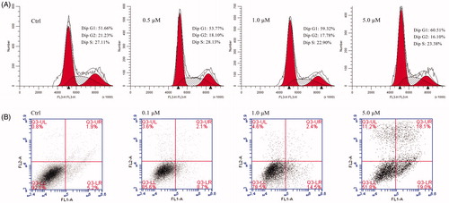 Figure 1. Cell cycle and apoptosis analysis of compound 11 in AGS cells.