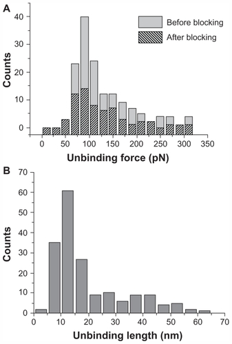 Figure 5 (A) Histograms of the unbinding forces for the p28/DBD complex before and after blocking. The most probable unbinding force value was determined from the maximum of the main peak of the histogram before blocking. All measurements were performed at a loading rate of 7 nN/s. (B) Histogram of the unbinding lengths for the p28/DBD interaction, evaluated for same collection of force curves as in (A). The continuous line is the fit by a Gaussian centered at 12.1 nm and with a standard deviation of 3.7 nm.Figure 6 Plot of the unbinding forces versus the logarithm of the loading rates for the p28/DBD complex. Statistical errors are given by standard deviation. The line is obtained by fitting the experimental data by the Bell-Evans model (EquationEquation 2F*=kBT/xβ·ln[r xβ/(koff·kBT](2) ).Abbreviations: DBD, DNA-binding domain; koff, dissociation rate constant; F*, the most probable unbinding force; xβ, width of the potential barrier along the direction of the applied force.Display full sizeAbbreviation: DBD, DNA-binding domain.