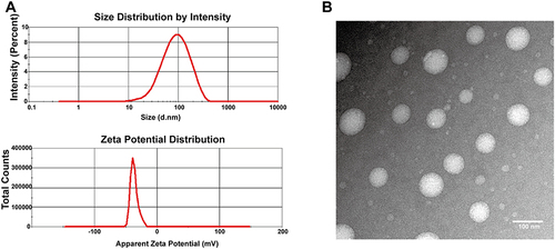 Figure 1 Characterization of the liposomes. (A) Size and zeta potential of PTX-Rh2-lipo. (B) TEM image of PTX-Rh2-lipo. Scale bar = 100 nm.
