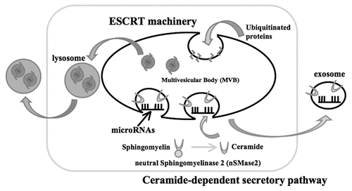 Figure 1 A working model of secretory mechanism of microRNAs. Multivesicular bodies (MVBs) are an important cellular compartment for the metabolism of proteins and miRNAs. Ubiquitinated proteins are incorporated into lysosomes via endosomal sorting complex required for transport (ESCRT) machinery, subsequently followed by degradation or excretion. MiRNA s are packaged into exosomes and the release from the cells is stimulated by the surge of cellular ceramide.