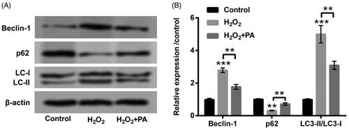 Figure 3. PA relieved H2O2-triggered PC12 cell autophagy. H2O2 (200 µM) and PA (1 µM) were utilized to dispose PC12 cells, western blot was implemented to test (A,B) protein levels of cell autophagy-associated factors (Beclin-1, p62 and LC3-II/LC3-I) in PC12 cells. **p < .01, ***p < .001.