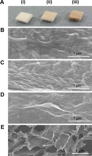 Figure 1 Photographs and SEM images of the collagen scaffolds.Notes: (A) Photographs of the collagen scaffold (i), 0.1 µg/mL GO scaffold (ii), and 1 µg/mL GO scaffold (iii). SEM images of collagen scaffold (B), 0.1 µg/mL GO scaffold (C), and 1 µg/mL GO scaffold (D and E). (D) The wrinkled structure of GO was observed on collagen fibers. (E) GO scaffold possessed an interconnected structure.Abbreviations: GO, graphene oxide; SEM, scanning electron microscopy.