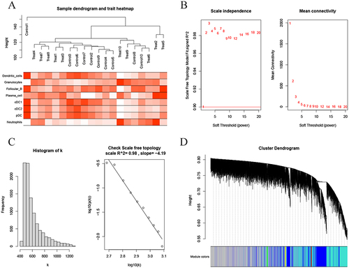 Figure 5 Weighted co-expression network construction for the standardized expression data by WGCNA. (A) Heatmap of the sample clustering and the clinical characteristics. (B) Power values obtained by Independence and mean connectivity analysis. (C) R^2 and slope corresponding to the power value. (D) Weighted co-expression network construction.