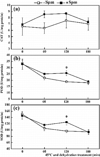 Figure 3. Activity of CAT (a), POD (b) and SOD (c) in Spm-pretreated (+Spm) and control (−Spm) trifoliate orange seedlings at 45 ºC under dehydration treatment conditions (* for P < 0.05).