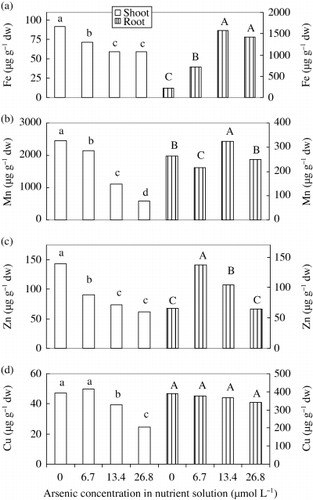 Figure 3  Effect of As on the concentration of (a) Fe, (b) Mn, (c) Zn and (d) Cu in shoots and roots of rice seedlings. Bars with different letters are significantly different (P < 0.05) according to a Ryan–Einot–Gabriel–Welsch multiple range test.