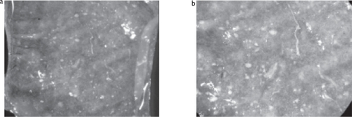 Figure 10 Stereo light microscope pictures of the cell density and distribution on the surface of PCL fiber meshes obtained with the screw collector stained with methylene blue. a) 25x magnification; b) 50x magnification.