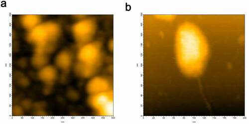 Figure 1. (a) HS-AFM image of hPrP showing various heterogeneous oligomeric states distributed from monomers to hexamers. (b) Typical hexameric oligomer of hPrP with a tail