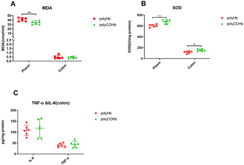 Figure 7. Changes of MDA and SOD content of rats plasm and colon tissue at RS 1h in two groups. (A) MDA content, (B) SOD, (C) TNF-α and IL-6 in the colon, ***P < 0.001.