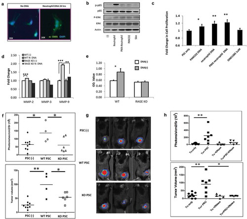 Figure 3. Endogenous DNA activates pancreatic stellate cells and promotes tumor growth. Isolated mouse pancreatic stellate cells (PSCs) were stimulated by 5 μg/ml neutrophil DNA for 24 h in vitro and then assessed with immunofluorescence staining for α–SMA in green and DAPI in blue; demonstrating in an increase in α–SMA following neutrophil DNA exposure (A). Western blot analysis of p-p65 and p-ERK in PSCs after stimulation by various sources of DNA (5μg/ml) for 30 min in vitro (B). Co-culture with 5μg/ml of DNA for 24 h resulted in increased PSC proliferation as measured by CCK-8 assay (C). PSCs were cultured with 5μg/ml neutrophil DNA for 24 h, and then culture supernatant was collected and extracellular matrix protein production was measured, demonstrating increased MMP-2 and MMP-9 in WT PSCs but not in RAGE knockout PSCs (D). WT PSCs underwent increased proliferation in response to neutrophil DNA as measured by CCK-8 assay, but RAGE KO PSCs had no response (E). WT mice injected subcutaneously with WT PSCs (0.5 × 106) and Panc02 cells (1 × 106) had a significant increase in tumor growth assessed by bioluminescence imaging (upper panel) and caliper measurements (bottom panel). Tumor volume was calculated using formulations V = (L x W x W)/2, where V is tumor volume, W is tumor width, L is tumor length. Co-injection of RAGE KO PSCs did not have a significant effect on tumor growth (F). Bioluminescence imaging demonstrating an increase in tumor growth with an injection of WT PSCs and cancer cells, but not RAGE KO PSCs (G). Treatment with DNase reversed the ability of PSCs to promote tumor growth with a dramatic reduction in IVIS fluorescence (upper panel) and tumor volume (bottom panel) in DNase treated mice (H). Tumor volume on day 6 post-inoculation is presented. Data is represented one of 2 ~ 3 independent experiments and expressed as mean ± SEM. statistical analysis was performed using Student’s t-test for comparisons of two groups. *: p < .05, **: p < .01, ***: p < .001.