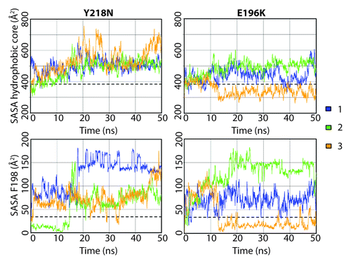 Figure 5. Solvent accessible surface area of the hydrophobic core and F198 in the Y218N and E196K simulations. The hydrophobic core was defined as residues 134, 137, 139, 141, 158, 161, 175, 176, 179, 180, 184, 198, 203, 205, 206, 209, 210, and 213–215. Window averages (100 ps) of the SASA are shown for all mutant simulations. The average SASA values over the last 25 ns of the WT simulations are shown in dashed lines.