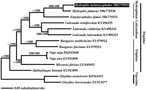 Figure 1. Bayesian inference (BI) tree of Hydrophis melanocephalus based on its 13 mitochondrial protein-coding genes. Both Viperidae species were used as outgroup. The accession number of mitogenomes obtained from GenBank, are indicated after the scientific name of each species. Analyzed values (ML bootstrap value/Bayesian posterior probabilities) are denoted on each branch.