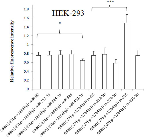 Figure 6 Effect of has-miR-212-5p, has-miR-324-3p, has-miR-326, and has-miR-491-5p on GRIN1 gene expression in HEK-293 cells. The relative fluorescence intensity of pmirGLO-GRIN1 (−27 bp – +1284 bp) + has-miR-491-5p mimic was significantly lower than that of the pimiGLO-GRIN1 (−27 bp – +1284 bp) + miRNA NC mimic in HEK-293 cells. Moreover, has-miR-326 inhibitor significantly increased protein expression of pimiGLO-GRIN1 (−27 bp – +1284 bp). *0.02 < p < 0.05, ***p < 0.001.