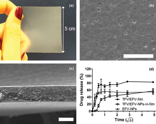 Figure 1. Selected features of TFV/EFV-NPs-in-film. (a) Photograph and (b, c) SEM micrographs (surface and exposed side sections after fracture; bars = 50 µm) of TFV/EFV-NPs-in-film. (d) EFV release profile in simulated vaginal fluid from TFV/EFV-film, EFV-NPs (i.e., without being incorporated into film) and TFV/EFV-NPs-in-film. Relevantly, almost half of the drug content was released within 1 h, which could provide a burst dose for immediate protection, while continuously drug release up to 24 h may aid sustaining protection. Points and vertical bars in drug release profiles represent mean values and standard deviations, respectively (n = 3). Please note the square root of time in the x-axis. Modified from [Citation14], Copyright (2016), with permission from Elsevier.