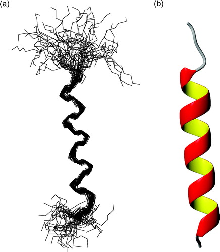 Figure 6. (a) Superposition of the fifty best structures of peptide P257-L278 best-fitted on backbone atoms of residues G262-F275. Structures are oriented with the N-terminus on the top of the figure. The RMSD values are 0.66±0.21 Å on backbone atoms and 1.93±0.36 Å on heavy atoms. (b) Ribbon representation of the mean structure of the bundle. This Figure is reproduced in colour in Molecular Membrane Biology online.
