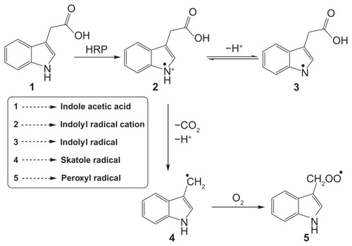 Scheme 1 Diagrammatic representation of oxidation of indole-3-acetic acid by horseradish peroxidase (HRP) to form free radicals.