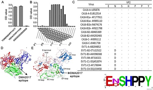 Figure 6. NSHPPY is the minimal epitope recognized by DMA2017. (A) DMA2017 could bind the peptide 139TGNENSHPPYATT151 located on the capsid protein VP2. (B) Assessing the interaction of individual peptides with DMA2017 by ELISA. (C)Alignment of VP2 amino acid sequence (143-148) of the different CA16 and EV71 subgenotypes. (D)An enlarged protomer of the mature CVA16 particle. Different parts of the capsid are colored as follows - VP1, blue; VP2, green; VP3, red; VP4, yellow. The epitope is shown in hot pink. (E) VP2 EF-loop, BC-loop and HI loop are signed (black arrows) [Citation16]. The epitope of DMA2017 is located in EF-loop (red arrow).