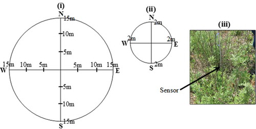 Figure 2. A layout of sampling design for (i) A. afra and A. laricinus, (ii) S. plumosum, and (iii) an illustration of scanning over a foliage of a sample.
