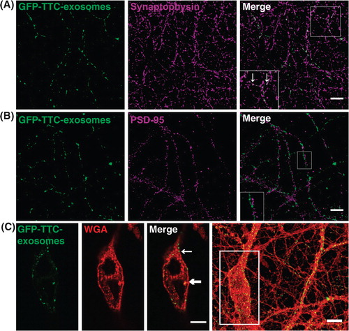 Fig. 5.  Neuronal exosomes bearing GFP–TTC preferentially bind to pre-synaptic terminals and can be internalized. Exosomes secreted by cortical neurons preincubated with GFP–TTC (green) were incubated for 1 h on hippocampal neurons (22 DIV), which were then immunostained with (A) anti-synaptophysin (magenta) or (B) anti-PSD95 (magenta). Confocal microscopy sections show patches of GFP–TTC exosomes (green) perfectly colocalized with some synaptophysin-positive presynaptic sites and juxtaposed with some PSD95-positive post-synaptic sites. Scale bars: (A, B, C) 10 µm. (C) GFP–TTC exosomes were incubated for 1 h on hippocampal neurons (21 DIV) preincubated with Alexa594-WGA for 10 min at 37°C to label endosomes. (A), (B) (C) are confocal sections except for the photo on the right of the (C) panel, representing the projection of maximal intensities. Thin and bold arrows show labelling on the surface and within the cytoplasm respectively.