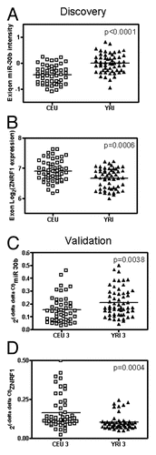 Figure 2 The expression of miR-30b, and ZNRF1 in CEU and YRI samples. (A and B) The expression of miR-30b and ZNRF1 in the discovery CEU I/II (open square) and YRI I/II (solid triangle) samples. miR-30b expression values were obtained via Exiqon array. ZNRF1 expression values were assessed using Affymetrix Exon array. (C and D) The expression of miR-30b, and ZNRF1 in the validation CEU III (open square) and YRI III (solid triangle) samples. miR-30b and ZNRF1 expression values were obtained via real-time PCR.