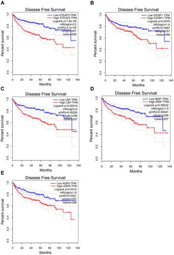 Figure 5 Disease-free survival analysis of selected upregulated genes in ccRCC. (A) STEAP3, (B) IGFBP1, (C) LBP, (D) IBSP and (E) AQP9.