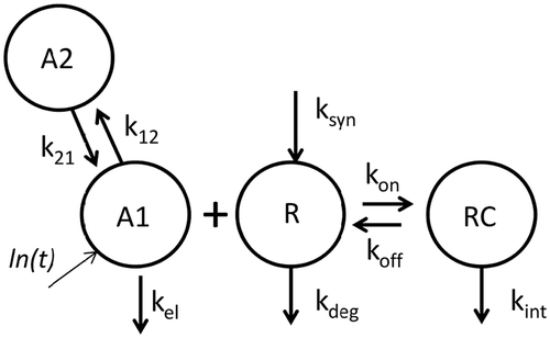 Figure 3. Schematic of target-mediated drug disposition (TMDD) semi-mechanistic model with rapid-binding approximation. Antibody levels in central and peripheral compartments are denoted by A1 and A2, respectively. Antibody distribution from central to peripheral and peripheral to central compartment is denoted by k12 and k21 respectively. Vc represents the central volume of distribution. The kel, ksyn, kdeg, and kint are first-order rate constants representing antibody clearance, target synthesis, target turnover, and complex degradation rates, respectively, and KD is the equilibrium binding constant.