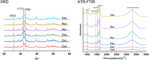 Figure 6 XRD and ATR-FTIR spectra of dentin in each group after different treatments.