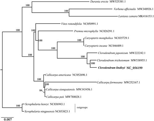 Figure 1. Phylogenetic tree inferred by Maximum Likelihood (ML) method based on the complete chloroplast genome of 16 representative species. Bootstrap support (N = 1000) values are indicated at each node and GenBank accession numbers follow each species name..