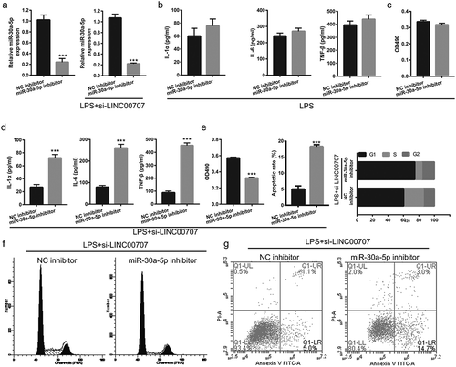 Figure 4. Co-transfection of si-LINC00707 and miR-30a-5p inhibitor increased inflammation, inhibited proliferation, and promoted apoptosis in LPS (5 μg/mL)-treated PC-12 cells. (a) The expression level of miR-30a-5p was measured by qRT-PCR after only transfection of miR-30a-5p inhibitor in PC-12 cells without LPS treatment and co-transfection of si-LINC00707 and miR-30a-5p inhibitor in PC-12 cells with LPS treatment at 48 h. (b) The levels of IL-1β, IL-6, and TNF-α were measured by ELISA in PC-12 cells with LPS treatment after transfection of miR-30a-5p inhibitor. (c) The proliferation was measured by MTS in PC-12 cells with LPS treatment after transfection of miR-30a-5p inhibitor. (d) The levels of IL-1β, IL-6, and TNF-α were measured by ELISA in PC-12 cells with LPS treatment after co-transfection of si-LINC00707 and miR-30a-5p inhibitor. (e) Proliferation, and apoptosis and cycle was measured by MTS assay and flow cytometer assay, respectively, in PC-12 cells with LPS treatment after co-transfection of si-LINC00707 and miR-30a-5p inhibitor. (f and g) Representative images of apoptosis and cell cycle measured by flow cytometry. ***P < 0.001.