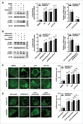 Figure 5. PRKAA activity is required for autophagic flux. (A) Immunoblot analysis of total protein extracts from cells treated with DMSO (0.1%), or CC (10 μM) in the absence or presence of E-64d (E, 10 µg/mL) and pepstatin A (P, 10 µg/mL) for 24 h. (B) HepG2.2.15 or HepAD38 cells were transfected with siScramble or siPRKAA1/2 for 48 h, and then treated with E-64d (E, 10 µg/mL) and pepstatin A (P, 10 µg/mL) for 24 h. The total protein extracts were subjected to immunoblot assay. Relative intensity of LC3B-II was quantified by normalization to ACTB by ImageJ software. Values were means ± SD (n = 3). (C) Immunofluorescence analysis of LC3B puncta in cells that were incubated with DMSO (0.1%), CC (10 µM), or CC in combination with E-64d and pepstatin A (E+P, 10 µg/mL each) for another 24 h. (D) Immunofluorescence analysis of LC3B puncta in cells that were transfected with siScramble or siPRKAA1/2, followed by incubation with E-64d and pepstatin A (E+P, 10 µg/mL each) for another 24 h. The fluorescent signal was visualized using a Leica DM2500 microscope. The number of LC3B puncta (mean ± SD) was quantified by ImageJ software. Values were means ± SD (n = 30). *, p < 0.05; **, p < 0.01; ***, p < 0.001 (in HepG2.2.15); #, p < 0.01; ##, p < 0.01; ###, p < 0.001 (in HepAD38); NS, non-significant. Scale bar: 10 μm.