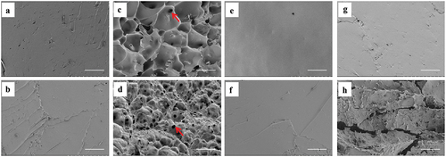 Figure 3. Scanning electron microscopy of cooked rice grains. a) zhenzhunuo gelatinised rice before storage. b) zhenzhunuo gelatinised rice stored at 4°C for 24 h. c) zaonuo5 gelatinised rice before storage. d) zaonuo5 gelatinized rice stored at 4°C for 24 h. e) zhennuo29 gelatinized rice before storage. f) zhennuo29 gelatinised rice stored at 4°C for 24 h. g) yj98 gelatinised rice before storage. h) yj98 gelatinised rice stored at 4°C for 24 h. Arrow indicates the cavity. Scale bar = 15 μm.