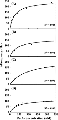 Fig. 4. QCM analysis of interaction of RolA and its mutants with PBSA.Notes: To evaluate the affinity of binding of RolA and its mutants to PBSA, the frequency changes upon addition of RolA or its mutants to the QCM analysis chamber were analyzed by fitting to a Langmuir adsorption isotherm plot by using Aqua software (ver. 1.2, Initium). (A) wild-type RolA, (B) RolA-L137S mutant, (C) RolA-L142S mutant, and (D) RolA-L137S/L142S double mutant. R2 is the coefficient of determination.