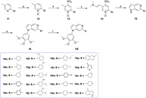 Scheme 1. Reagents and conditions (a) m-chloroperbenzoic acid, N2 atmosphere, rt., overnight; (b) HNO3/H2SO4, 60–90 °C, 1 h; (c) N,N-dimethylformamide dimethyl acetal, N,N-dimethylformamide, 120 °C, 4 h; (d) iron powder, acetic acid, 100 °C, 5 h; (e) 3,4,5-trimethoxyphenylboric acid, K2CO3, pyridine, Cu(OAc)2, 1,4-dioxane, N2 atmosphere, 85 °C, microwave (M.W), 30 min; (f) Substituted phenylboronic acid, Pd(PPh3)4, K2CO3, 1,4-dioxane/H2O, N2 atmosphere,125 °C, M.W., 26 min.