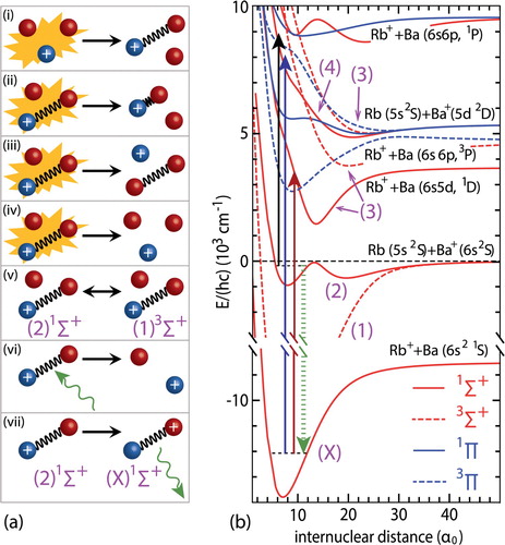 Figure 3. Collision channels (radiative and non-radiative) of a weakly bound molecular ion in a high-density ultracold gas. Panel (i) represents ion–atom–atom three-body recombination; panel (ii) stands for a vibrational quenching of a molecular ion, panel (iii) is a substitution chemical reaction in which a molecule appears as the product state; panel (iv) represents a dissociation process, panel (v) is a spin-flip collision, panel (vi) is associated with a photo-dissociation process; and panel (vii) stands for a radiative decay process. The right panel shows the potential energy curves relevant for the different radiative-assisted process in BaRb+. Solid line shows the possible photodissociation transition for 1064 nm light, whereas the broken solid lines show possible photodissociation transitions for 493 and 650 nm light. The dashed arrow indicates radiative relaxation to the electronic ground state. Figure taken from [Citation80].