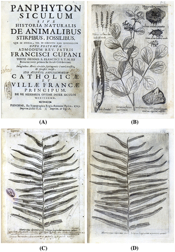 Figure 1. (A) Title page of the 1713 edition. (B) Plate 213/II of exemplar in Catania Regional University Library. (C, D) comparison between plates 436/III of exemplar in Catania Civica and A. Ursino Recupero joint Libraries (copy in four volumes) and 120/II of exemplar in Catania Regional University Library.