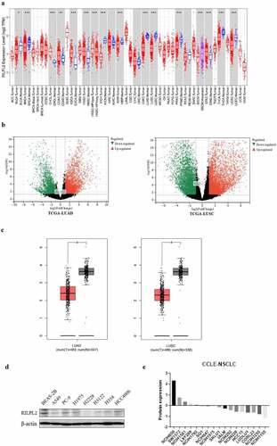 Figure 1. RILPL2 expression level in NSCLC. (A) RILPL2 expression in different tumors based on the TIMER database (Wilcox test). Red color: tumor tissue. Blue color: normal tissue. (B) Volcano plots of DEGs (include RILPL2) in tumor tissues compared with normal tissues in the TCGA cohorts (|log2fc| ≥ 1, FDR <0.05). (C) RILPL2 expression in NSCLC based on the GEPIA database (One-way ANOVA test). Red color: tumor tissue. Black color: normal tissue. (D) Western blot of RILPL2 expression. (E) Protein expression of RILPL2 in NSCLC cell lines from the CCLE database. non-small cell lung cancer; DEGs, differentially expressed genes. *p < 0.05, **p < 0.01, ***p < 0.001.