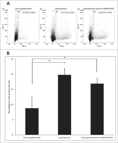 Figure 2. Flow cytometry to determine cTnT expression in HAP stem cell-derived cardiac muscle cells. (A) Flow cytometry analysis of cTnT-positive cardiac muscle cells that differentiated from the upper part of hair follicle cultured in medium that was non-supplemented at 8.78 ± 3.60% (left panel); in medium supplemented with isoproterenol alone at 19.71 ± 2.20% (middle panel); in medium supplemented with the combination isoproterenol, activin A, BMP4 and bFGF at 16.84 ± 1.67% (right panel). (B). The number of differentiated cTnT-positive cardiac muscle cells was significantly increased in the hair follicle cultured in medium supplemented with isoproterenol alone or the combination of isoproterenol, activin A, BMP4 and bFGF compared with unsupplemented medium.