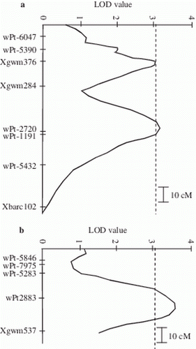 Figure 4.  Partial genetic map of the regions on chromosomes 3B (a) and 7B (b) carrying the minor QTLs for SS registered on 15 April, and the corresponding curves of the LOD values. LOD significance threshold, calculated by permutation test, was 3.1 (p <0.05).