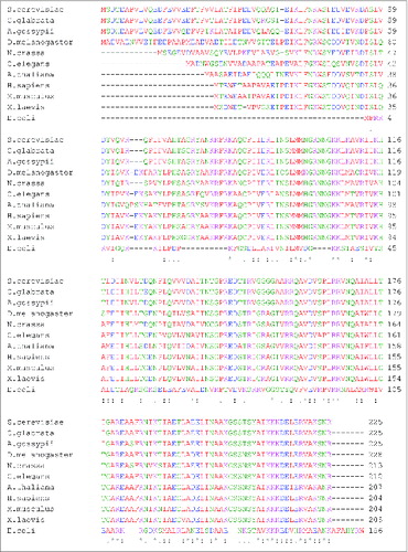 Figure 5. Sequence alignment of uS7 proteins from different organisms showing length variability of eukaryote-specific N-terminal extensions. uS7 protein sequences from fungi (S. cerevisiae, Candida glabrata, Ashbya gossypii, Neurospora crassa), fruit fly (D. melanogaster), worm (Caenorhabditis elegans), plant (Arabidopsis thaliana), vertebrates (Xenopus laevis, Mus musculus, Homo sapiens) and bacteria (E. coli) were aligned using the Clustal W algorithm. S. cerevisiae rpS5 (UniProtKB accession no.: P26783); C. glabrata rpS5 (UniProtKB accession number: Q6FSH6); A. gossypii rpS5 (UniProtKB accession no.: Q75D52); D. melanogaster rpS5 (UniProtKB accession number: Q24186); N. crassa rpS5 (UniProtKB accession no.: Q7RVI1); C. elegans rpS5 (UniProtKB accession number: P49041); A. thaliana rpS5 (UniProtKB accession no.: Q9ZUT9); H. sapiens rpS5 (UniProtKB accession number: P46782); M. musculus rpS5 (UniProtKB accession no.: P97461); X. laevis rpS5 (UniProtKB accession number: Q7SYU3); E. coli rpS7 (UniProtKB accession no.: Q0TCB8) sequences were used.
