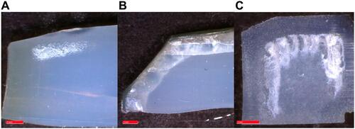 Figure 3 Representative optical images of oxidized liner rim cross sections. (A) Remelted liner rim with OImax=1.89 and in vivo time of 7.93 years. (B) Single annealed liner rim with OImax=5.57 and in vivo time of 13.4 years. (C) Sequentially annealed liner rim with OImax=3.96 and in vivo time of 6.79 years.