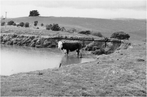 Figure 2. ‘Livestock standing in a small farm dam’ (start of original caption from Lloyd et al., Citation1998).
