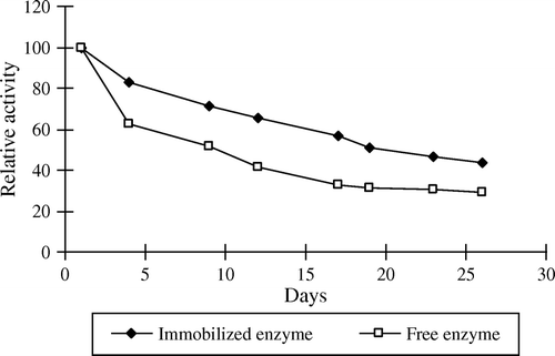 Figure 8.  Storage stability of free and immobilized PE from Malatya apricot pulp at 4°C.