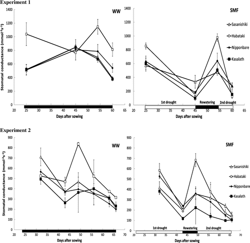 Figure 3. Stomatal conductance of Sasanishiki, Habataki, Nipponbare and Kasalath under well-watered (WW) and soil moisture fluctuation (SMF) conditions in Experiments 1 and 2.